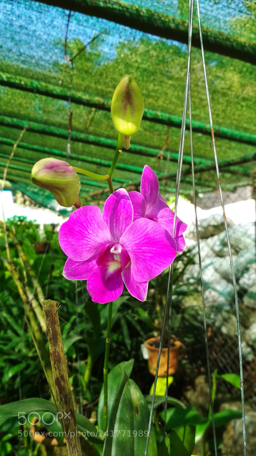 Xiaomi Redmi 4X sample photo. Untitled photography
