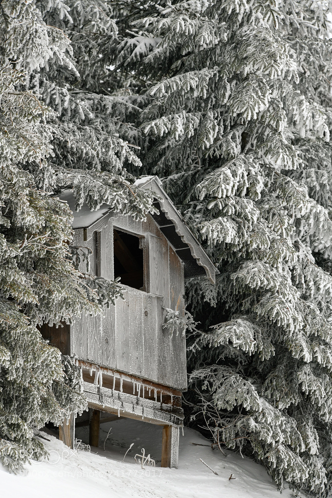 Nikon D850 sample photo. Frozen photography