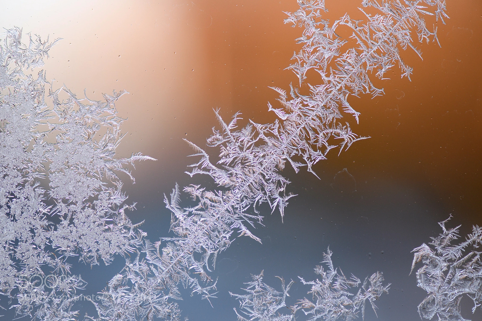 Nikon D850 sample photo. Eisblumen photography