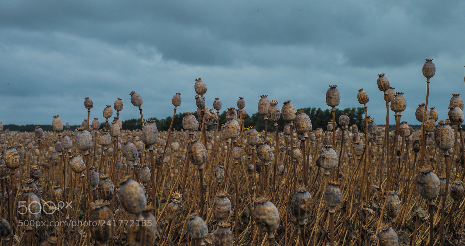 Leica M (Typ 240) sample photo. Papaver. poppy’s. photography