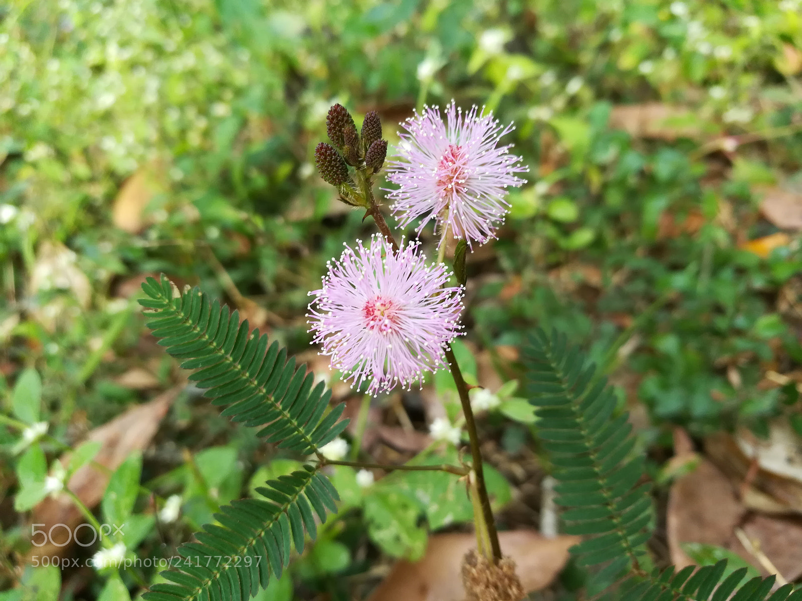 HUAWEI honor 6x sample photo. Untitled photography