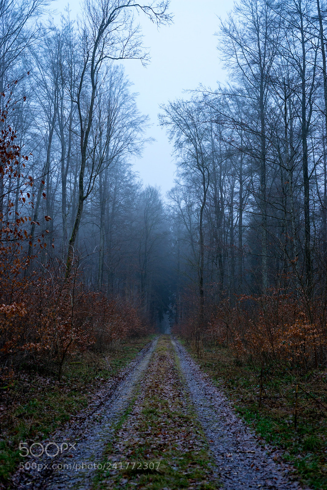 Sony a7 sample photo. Misty forrest road photography
