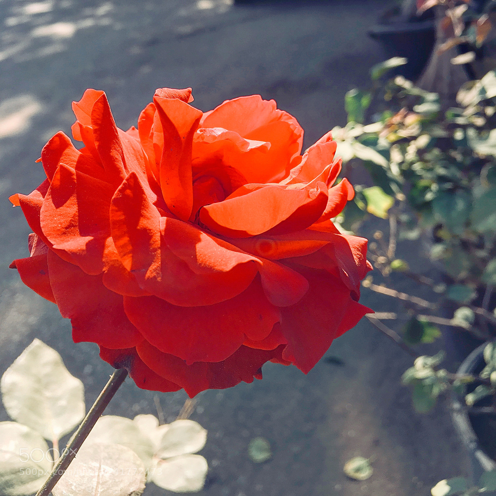 Apple iPhone 6s Plus sample photo. Untitled photography