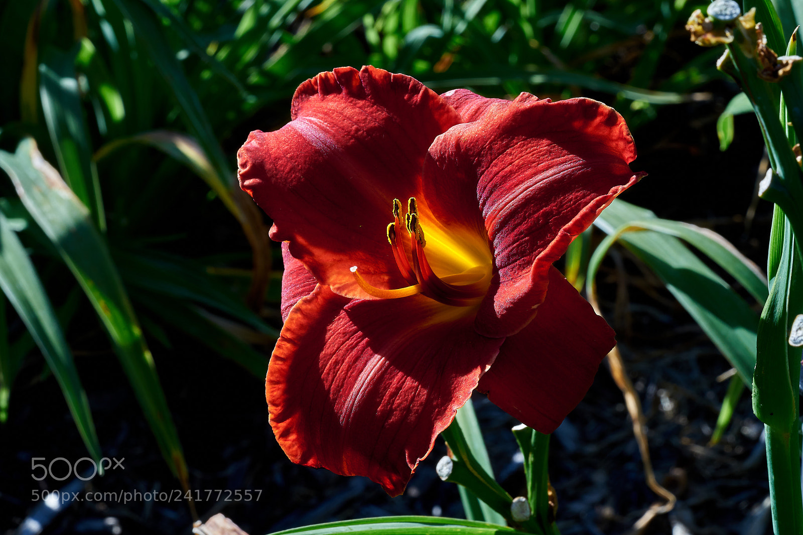 Sony a7 sample photo. Abg_171231_11 photography