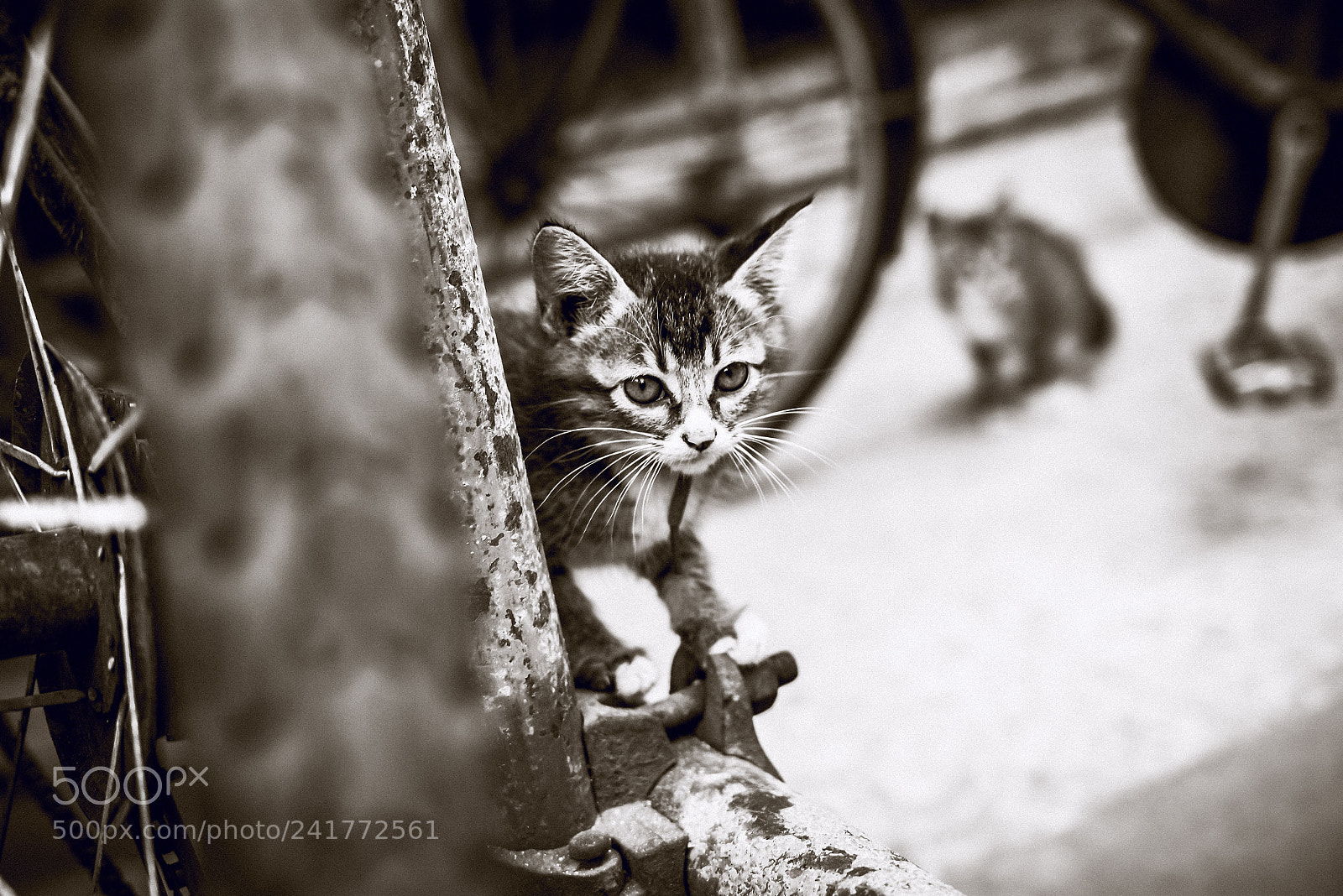 Nikon D7100 sample photo. 猫儿 photography