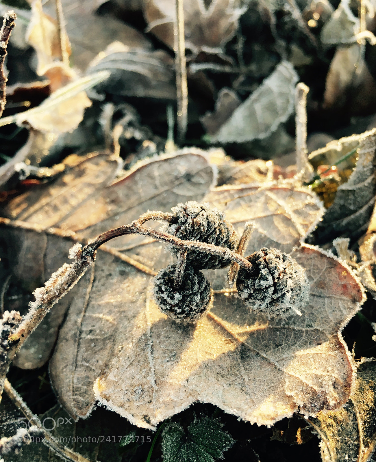 Apple iPhone 6s sample photo. Caramel photography