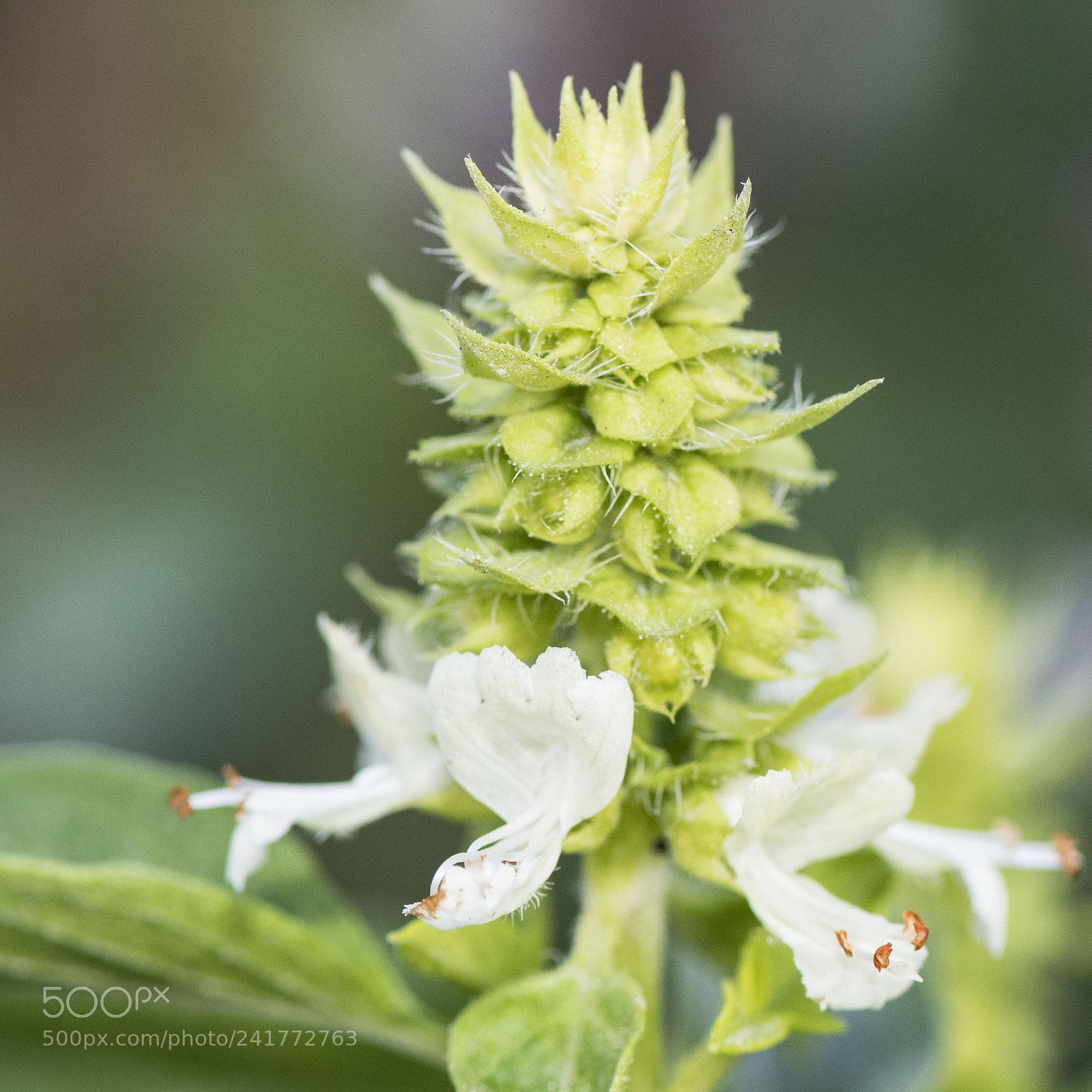 Nikon D500 sample photo. Flower photography