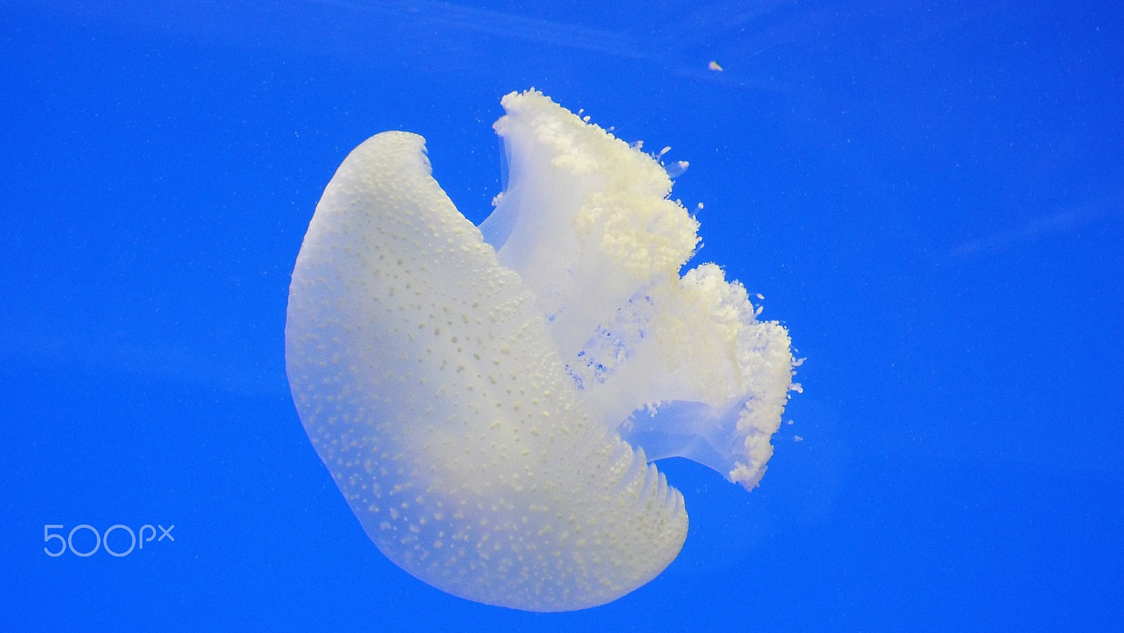 Fujifilm FinePix S9400W sample photo. Marine jellyfish / medusa marina photography