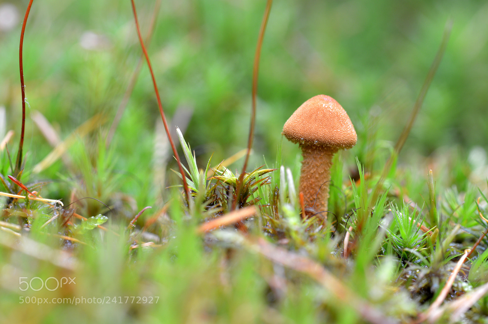 Nikon D3200 sample photo. Tiny mushroom photography