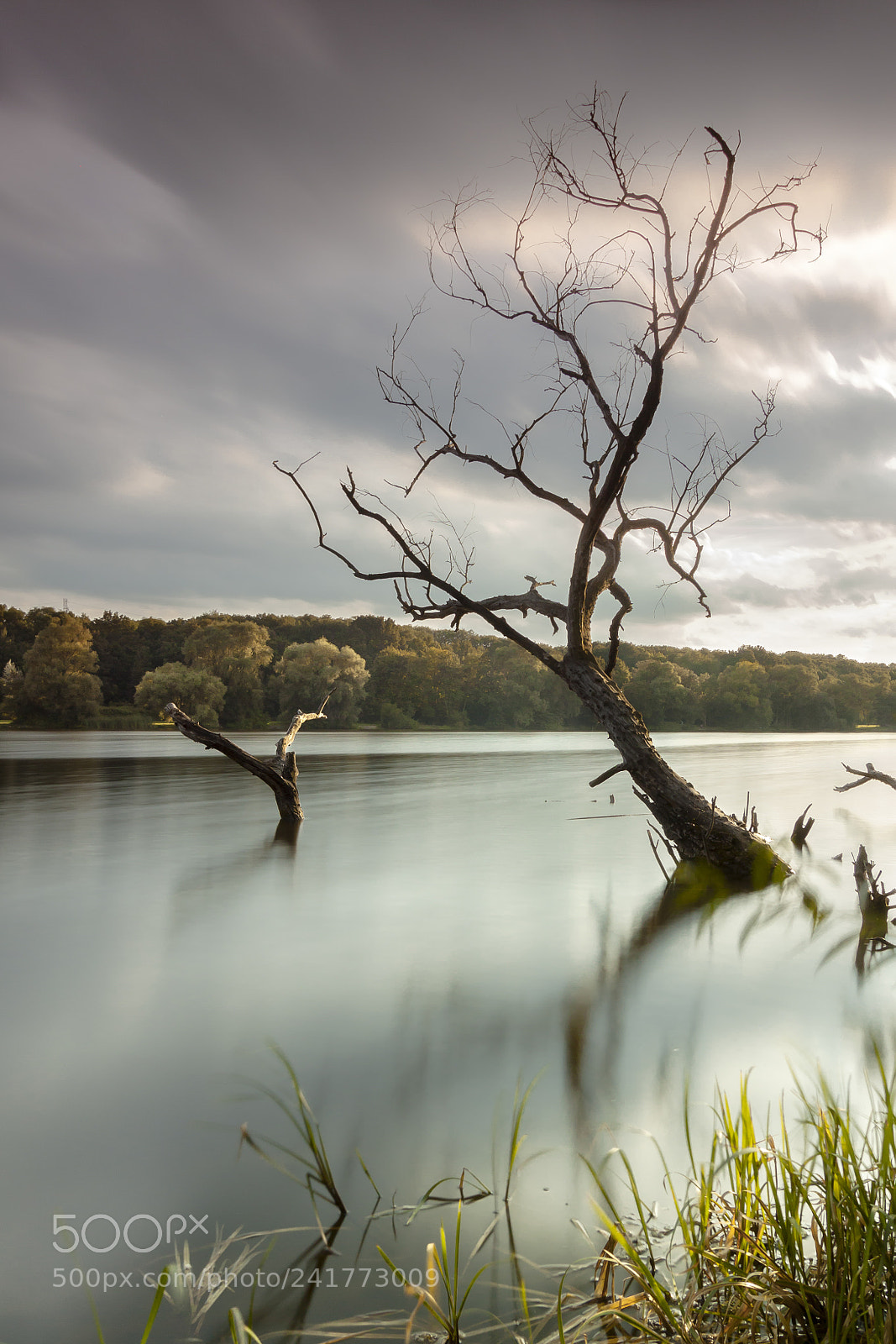 Canon EOS 50D sample photo. Tree on rusalka lake photography
