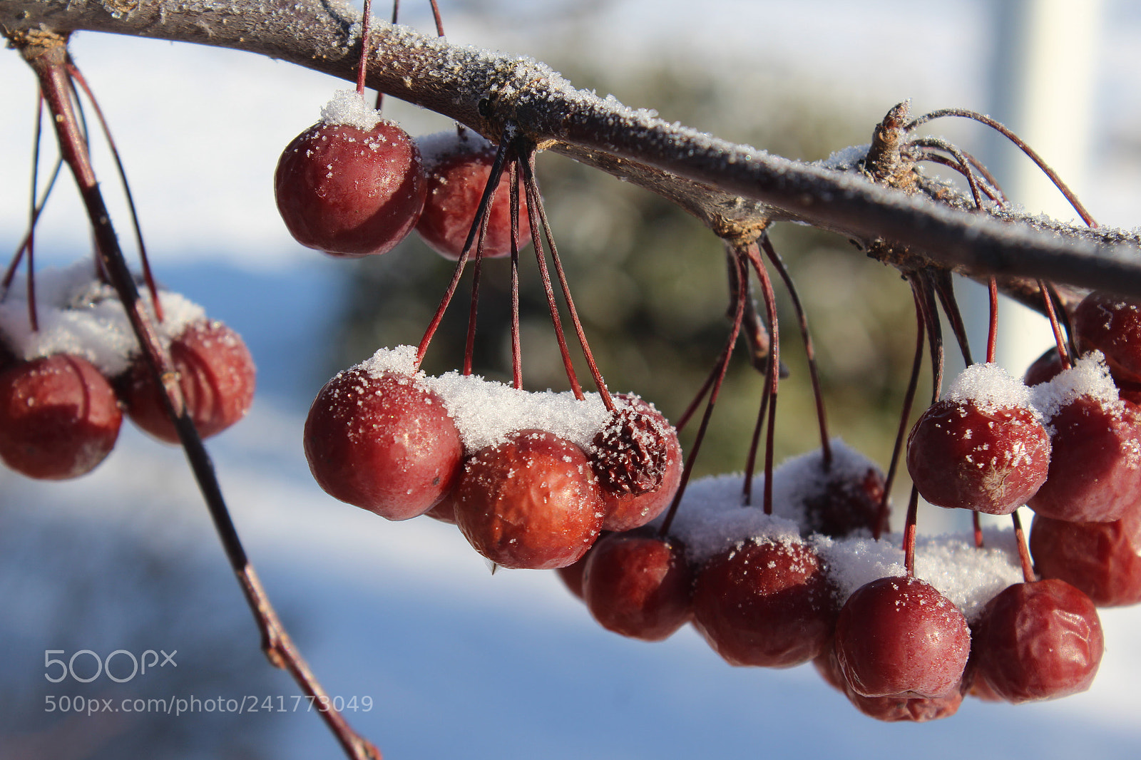 Canon EOS 1200D (EOS Rebel T5 / EOS Kiss X70 / EOS Hi) sample photo. Winter fruit photography