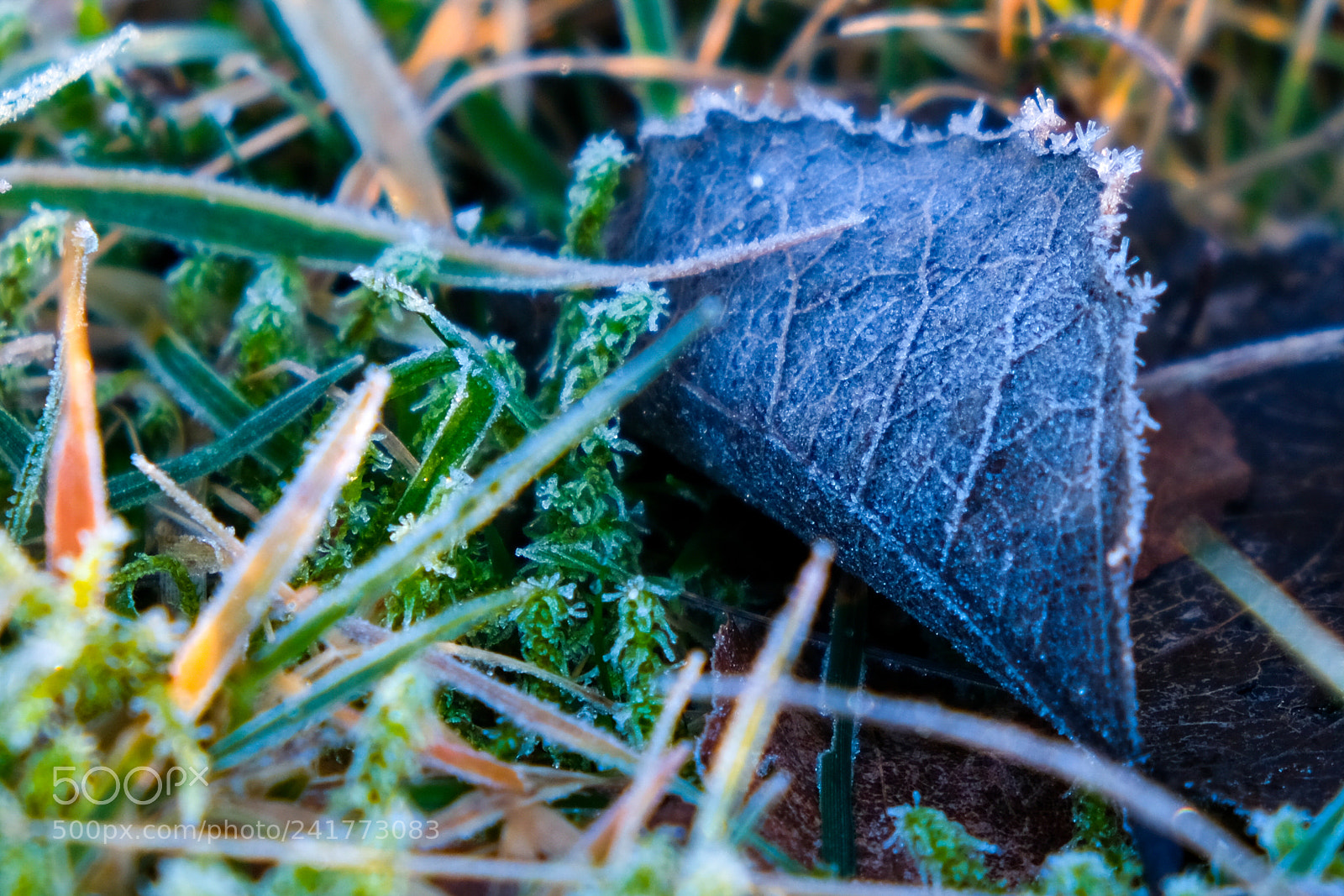 Fujifilm X-Pro2 sample photo. Frost photography