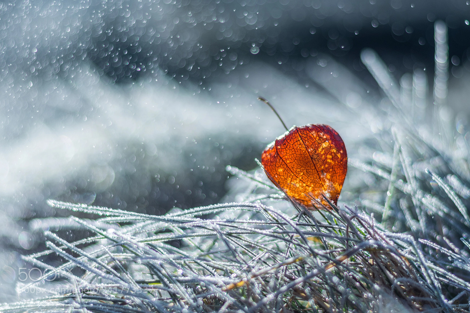 Nikon D7200 sample photo. Frozen leaf photography