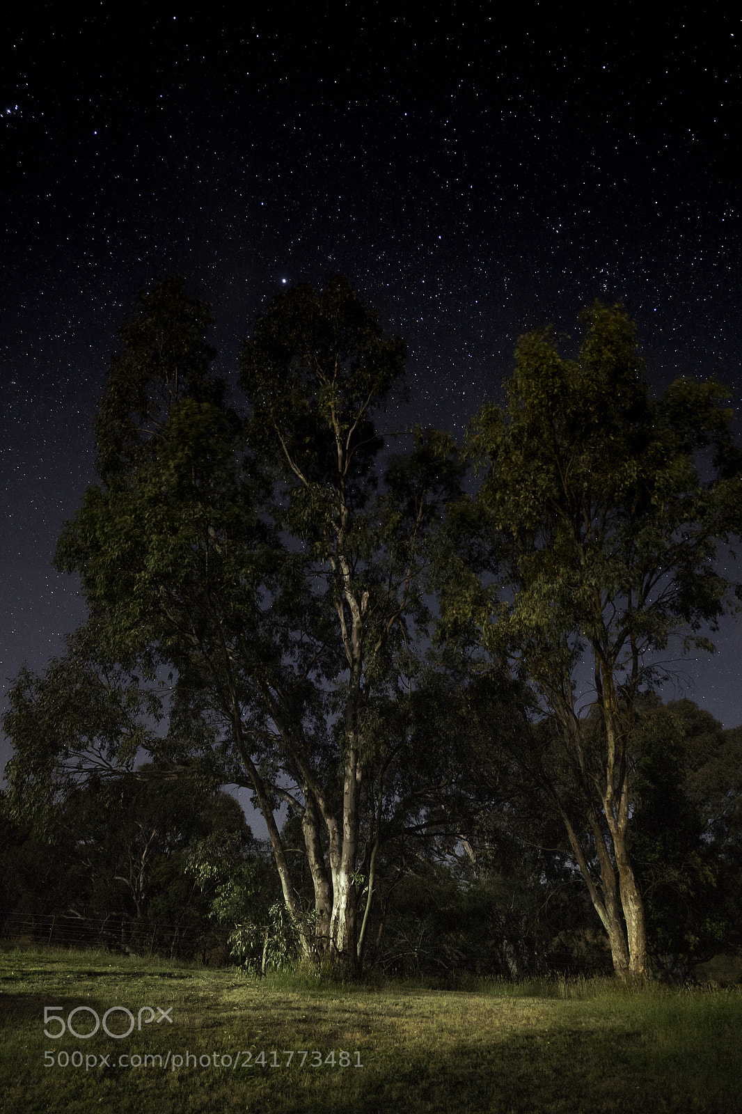Leica SL (Typ 601) sample photo. Wisp.  photography