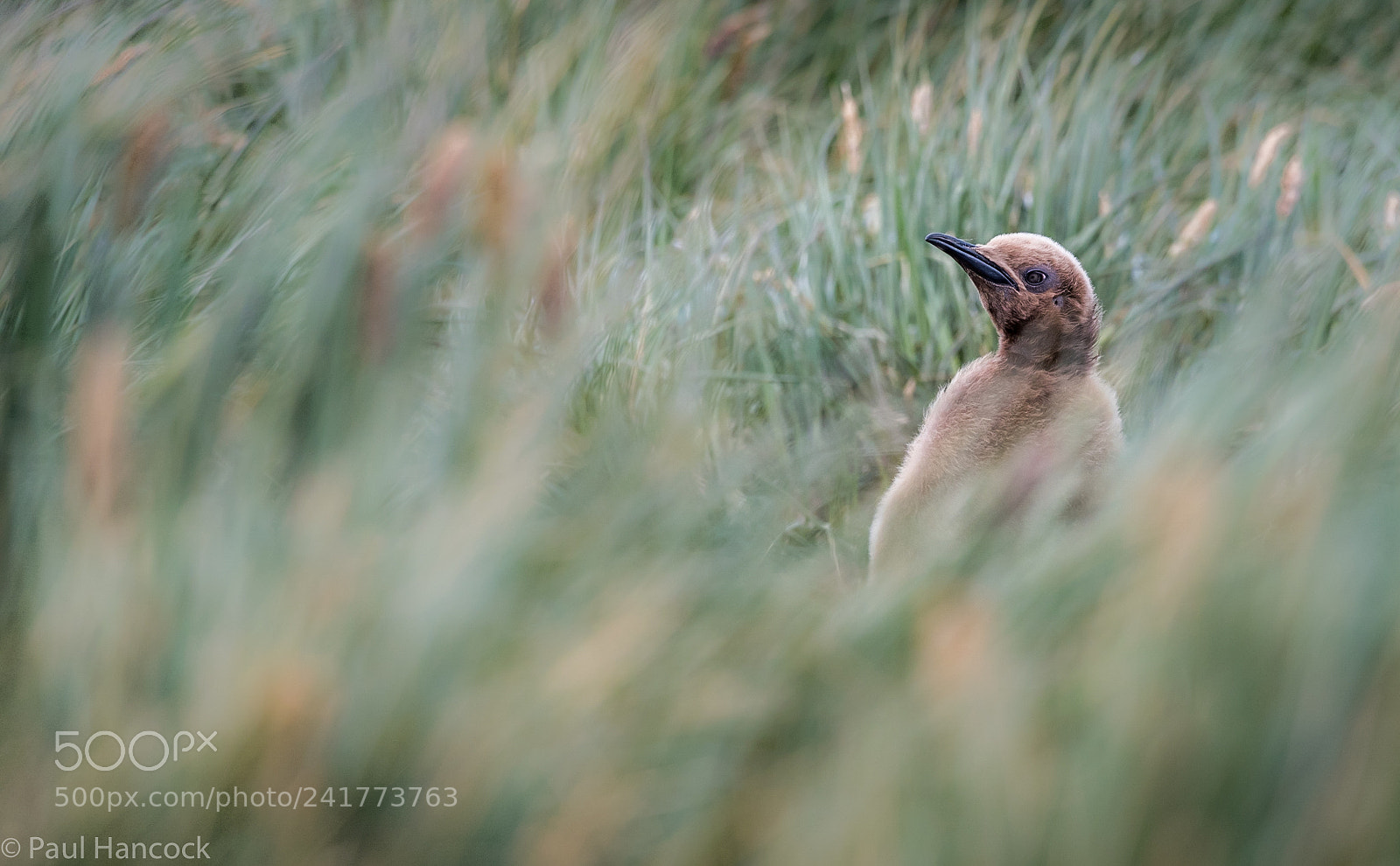 Nikon D810 sample photo. Fluffer photography