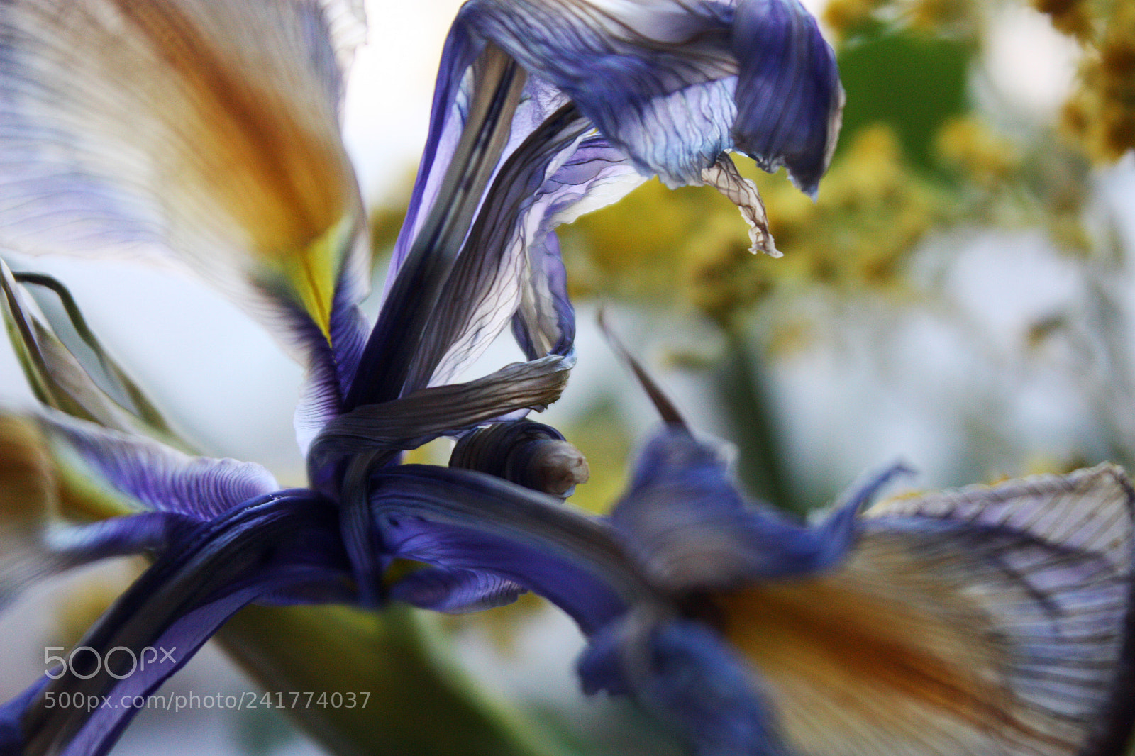 Canon EOS 450D (EOS Rebel XSi / EOS Kiss X2) sample photo. Dried iris photography