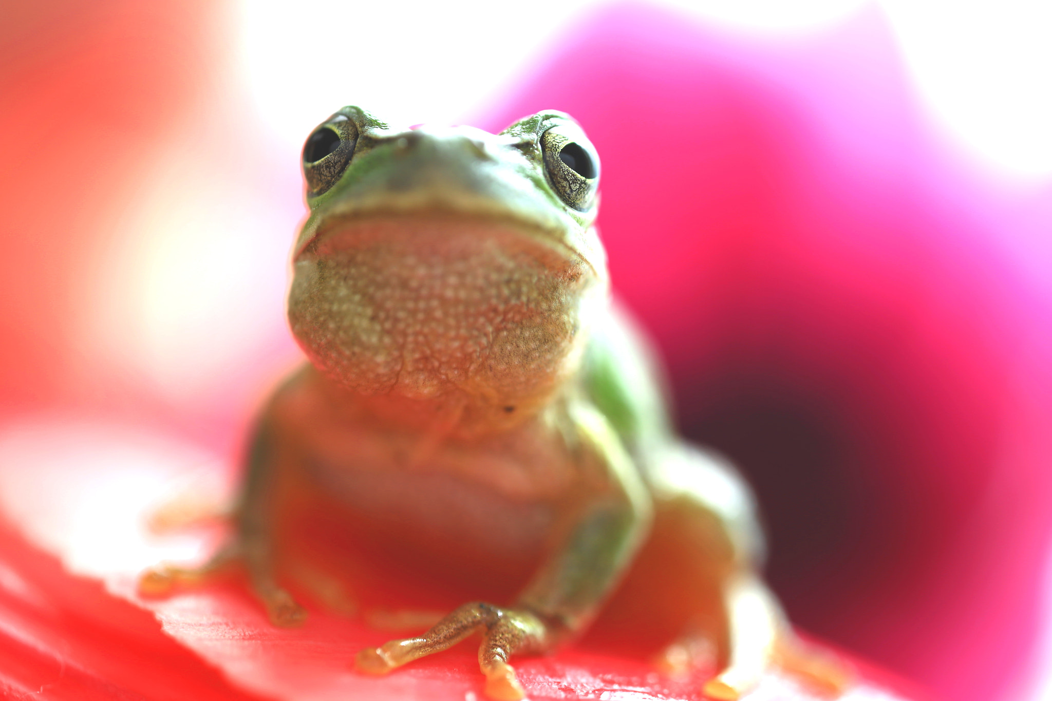 Canon MP-E 65mm F2.5 1-5x Macro Photo sample photo. Frog photography