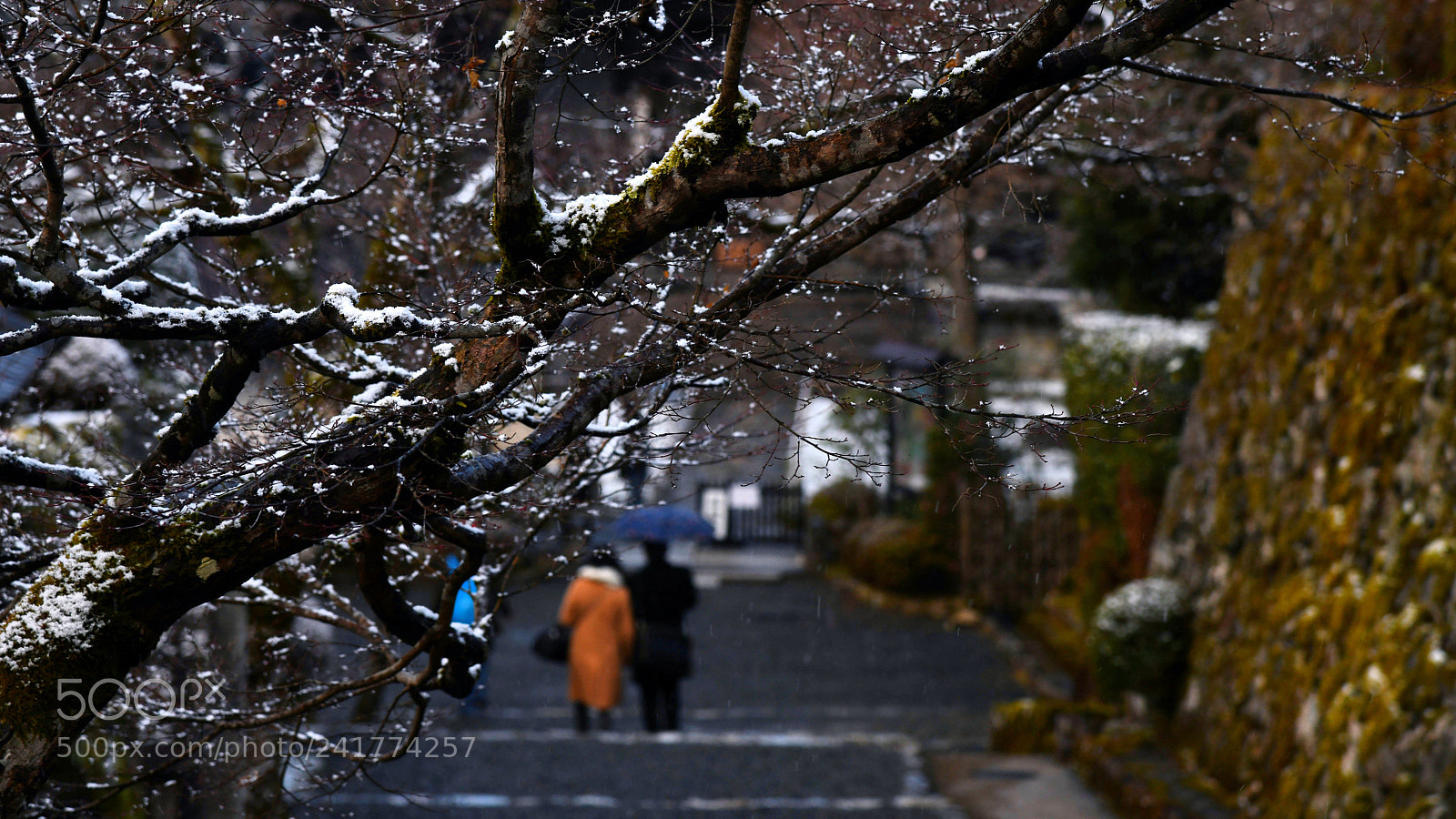 Nikon D850 sample photo. Untitled photography