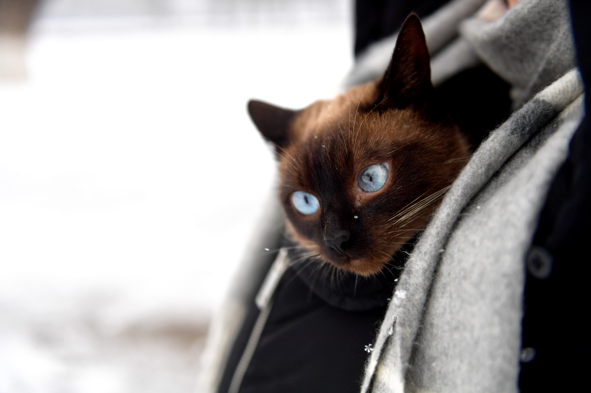 Nikon AF-S Nikkor 24-70mm F2.8G ED sample photo. Cat in snow photography