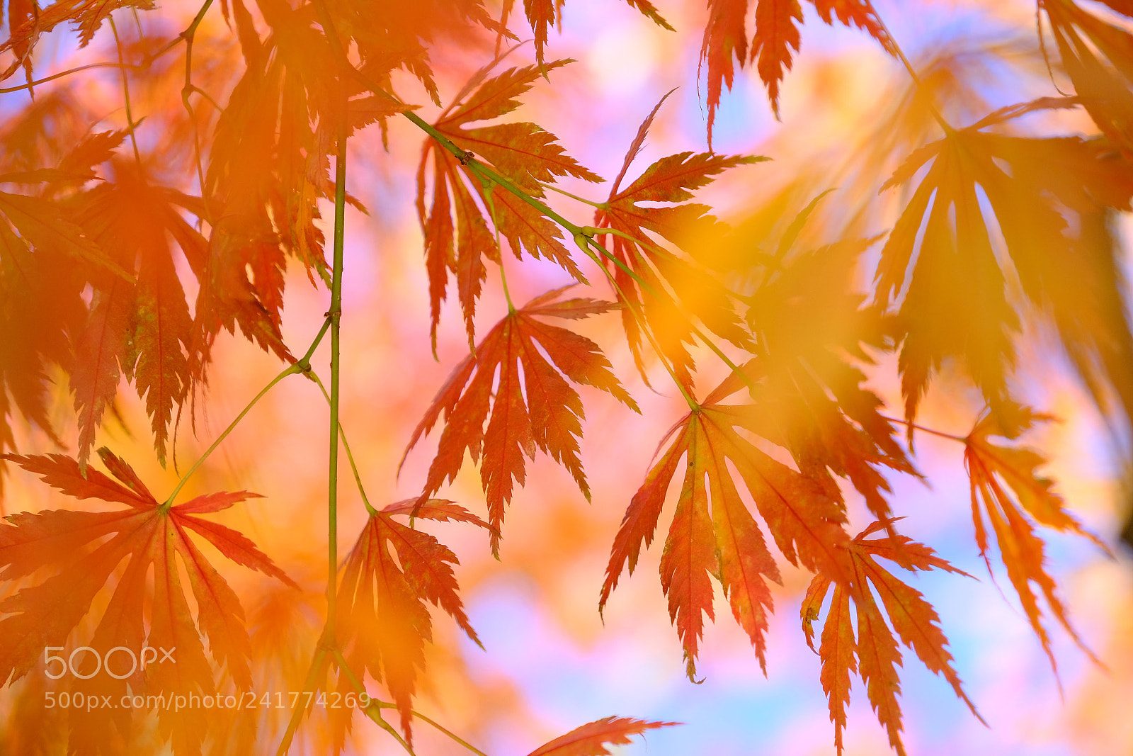 Fujifilm X-T2 sample photo. Fall of japan photography