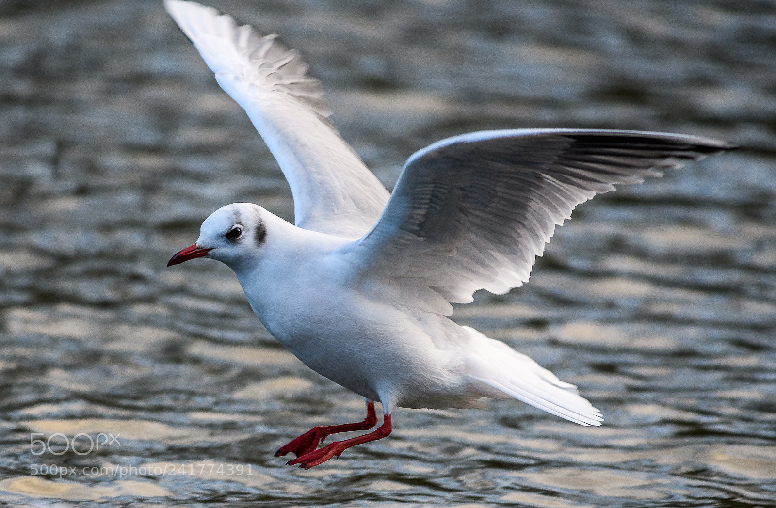 Nikon D850 sample photo. Adult black headed gull photography