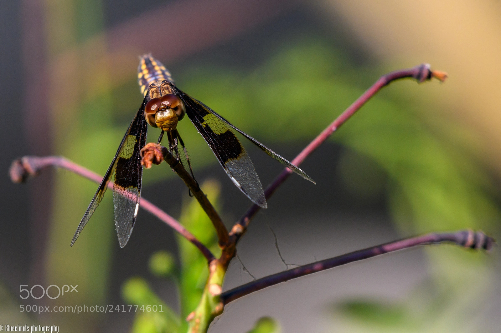 Nikon D850 sample photo. The dragonfly photography
