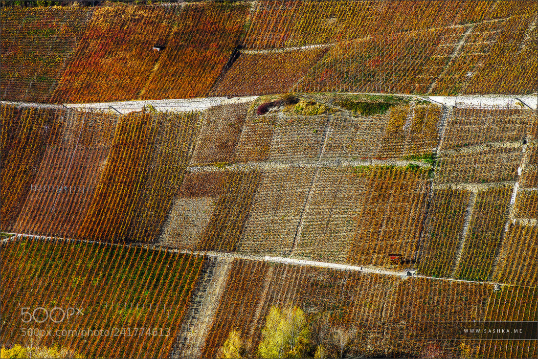 Sony Alpha a99 sample photo. Rusty colored autumnal vineards photography
