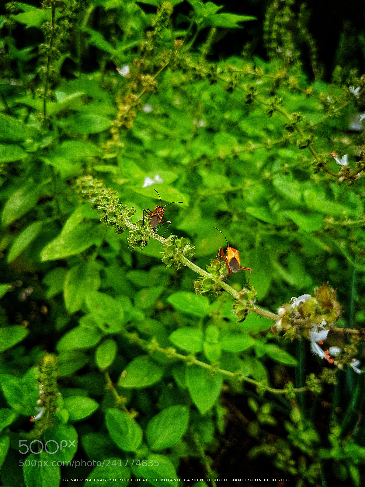 Samsung Galaxy S7 sample photo. Insects in botanic garden photography
