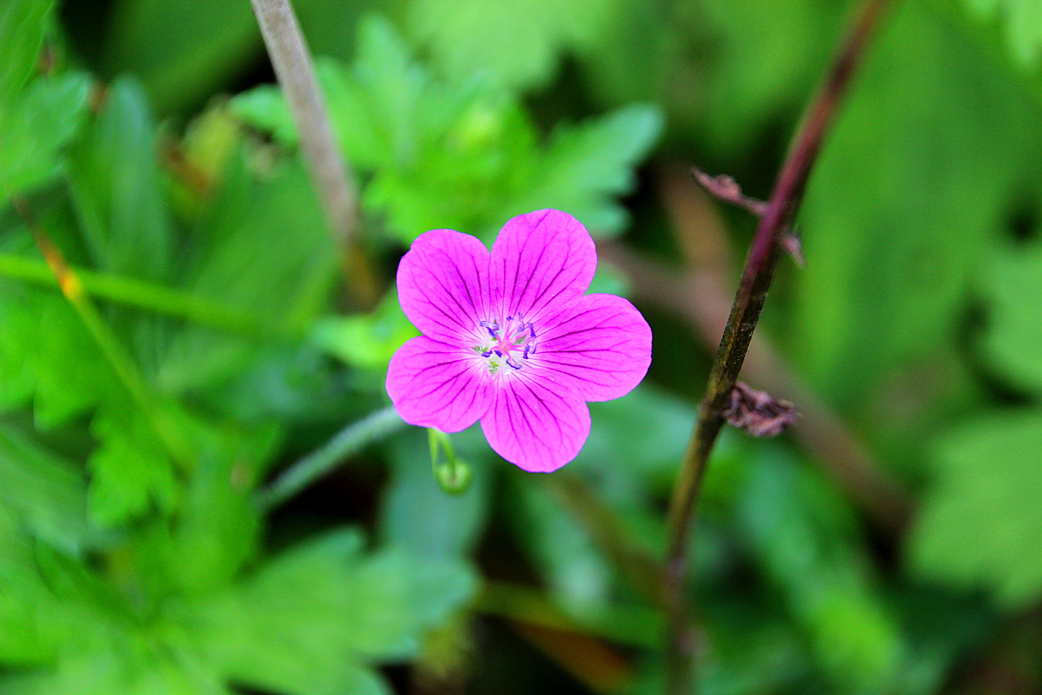 Canon EOS 600D (Rebel EOS T3i / EOS Kiss X5) + Tamron 18-270mm F3.5-6.3 Di II VC PZD sample photo. Img photography