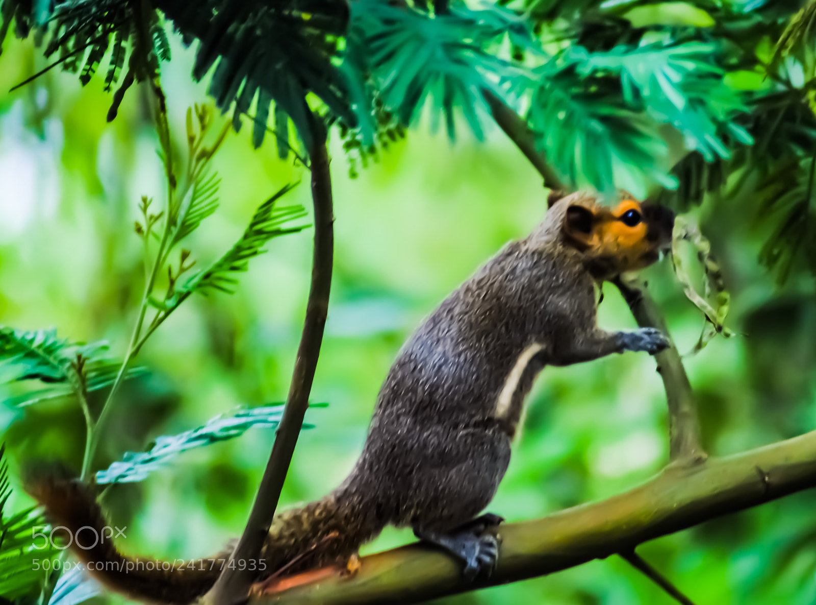 Nikon D3000 sample photo. Chipmunk photography