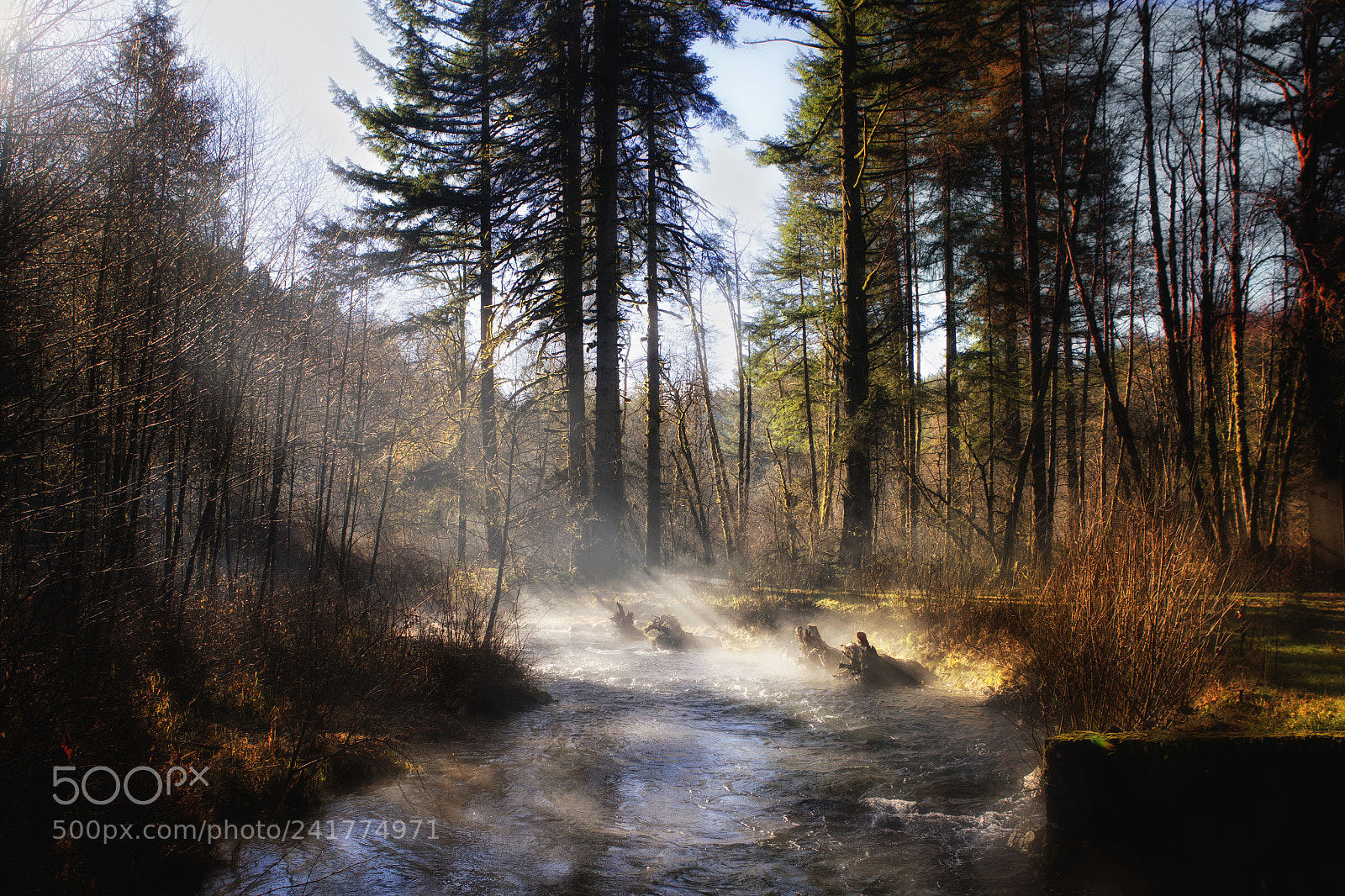 Canon EOS-1D Mark IV sample photo. Light in the mist. photography