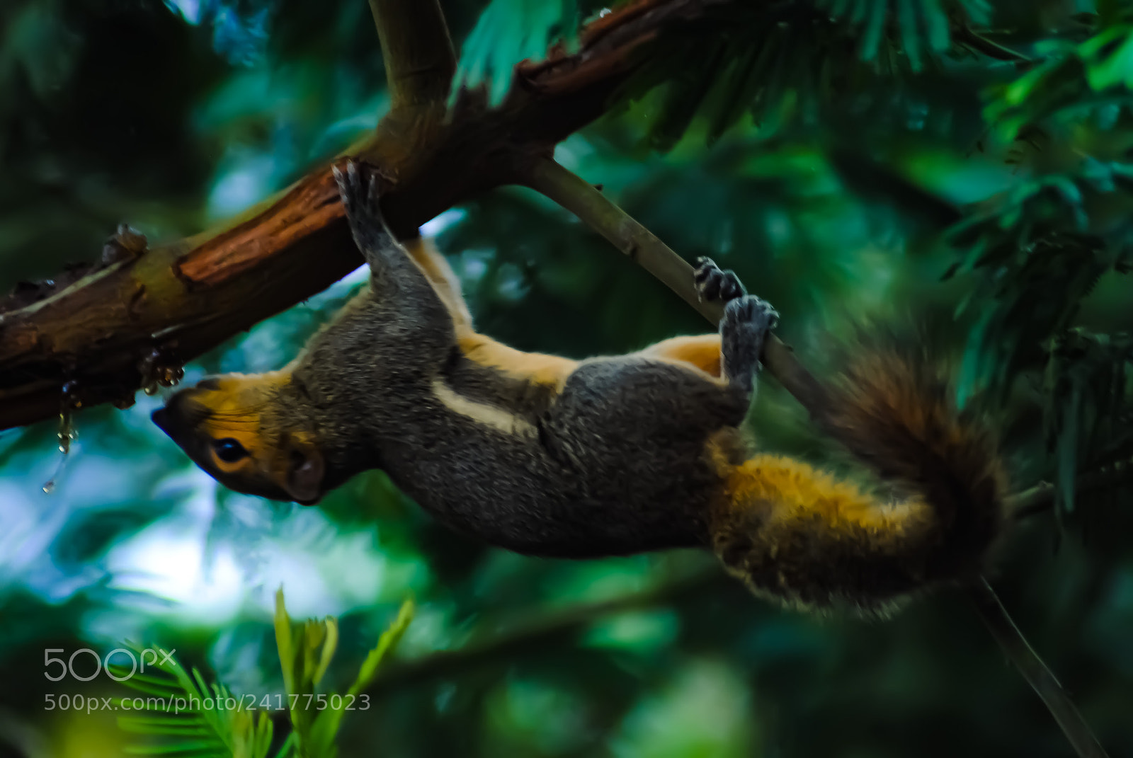 Nikon D3000 sample photo. Chipmunk photography