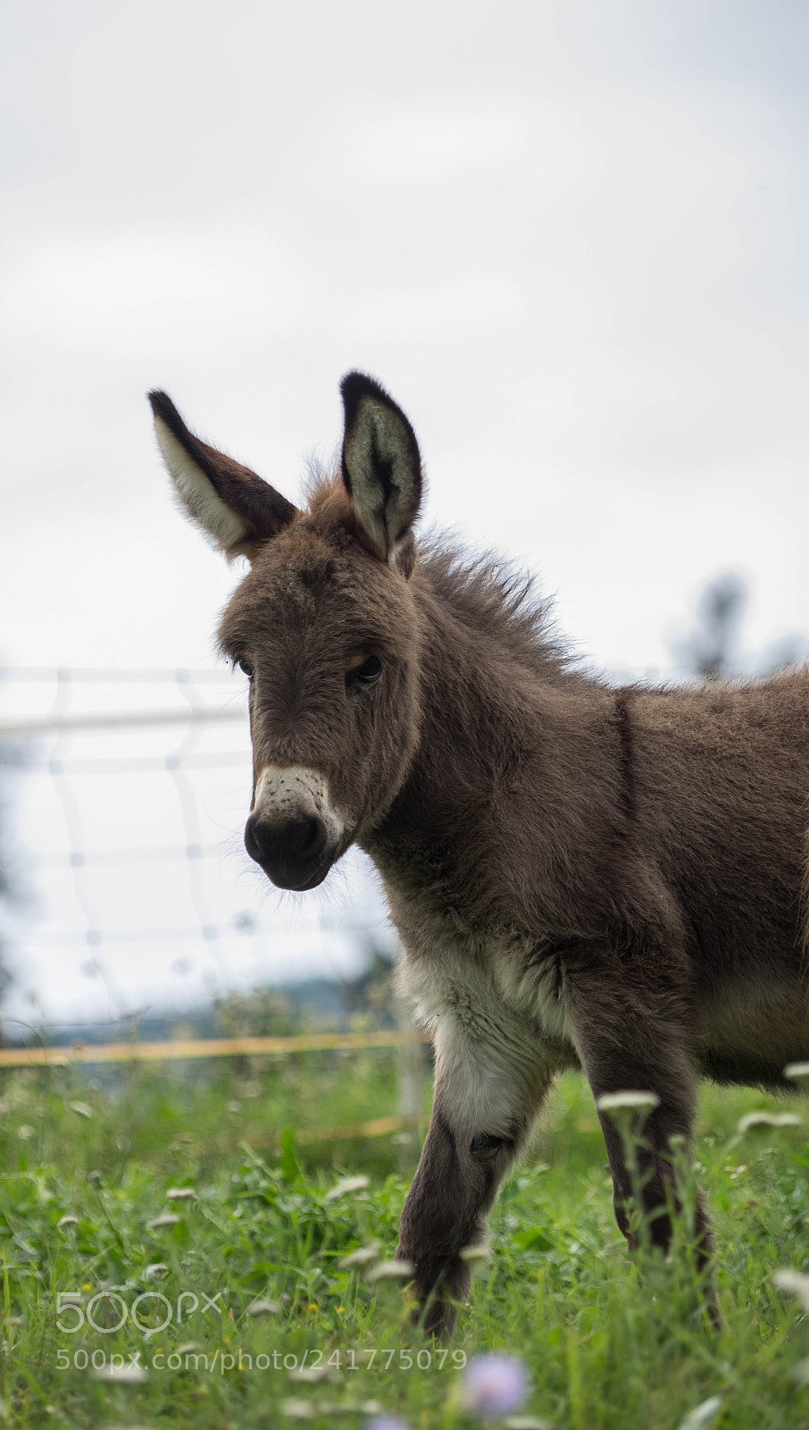 Olympus OM-D E-M1 sample photo. Donkey ii photography