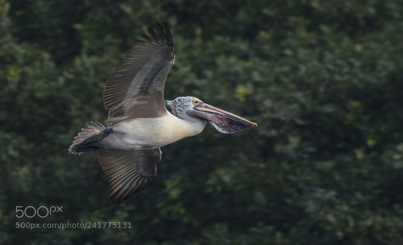 Nikon D3200 sample photo. Pelican photography
