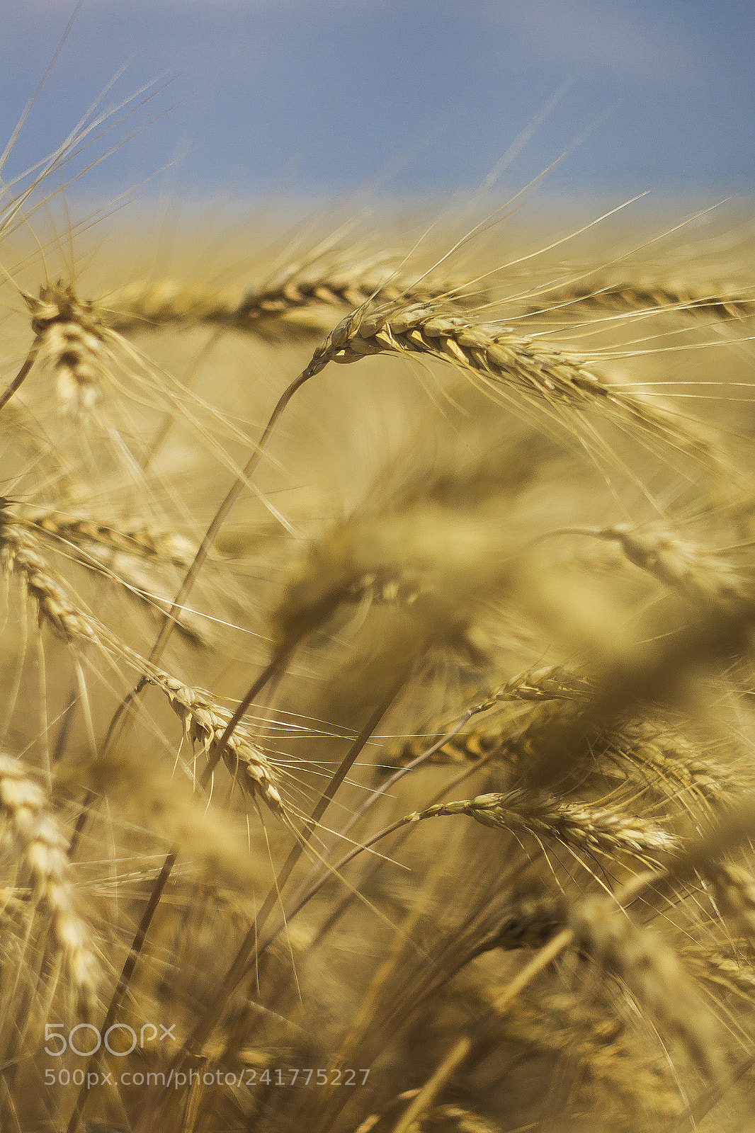 Canon EOS 60D sample photo. Grain photography