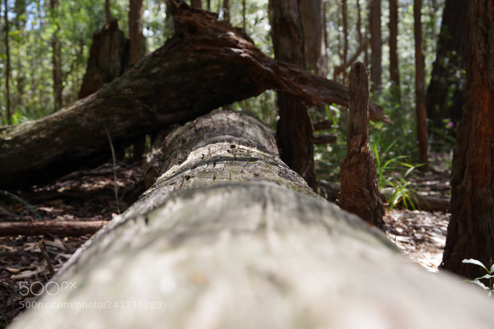 Pentax K-1 sample photo. Fallen photography
