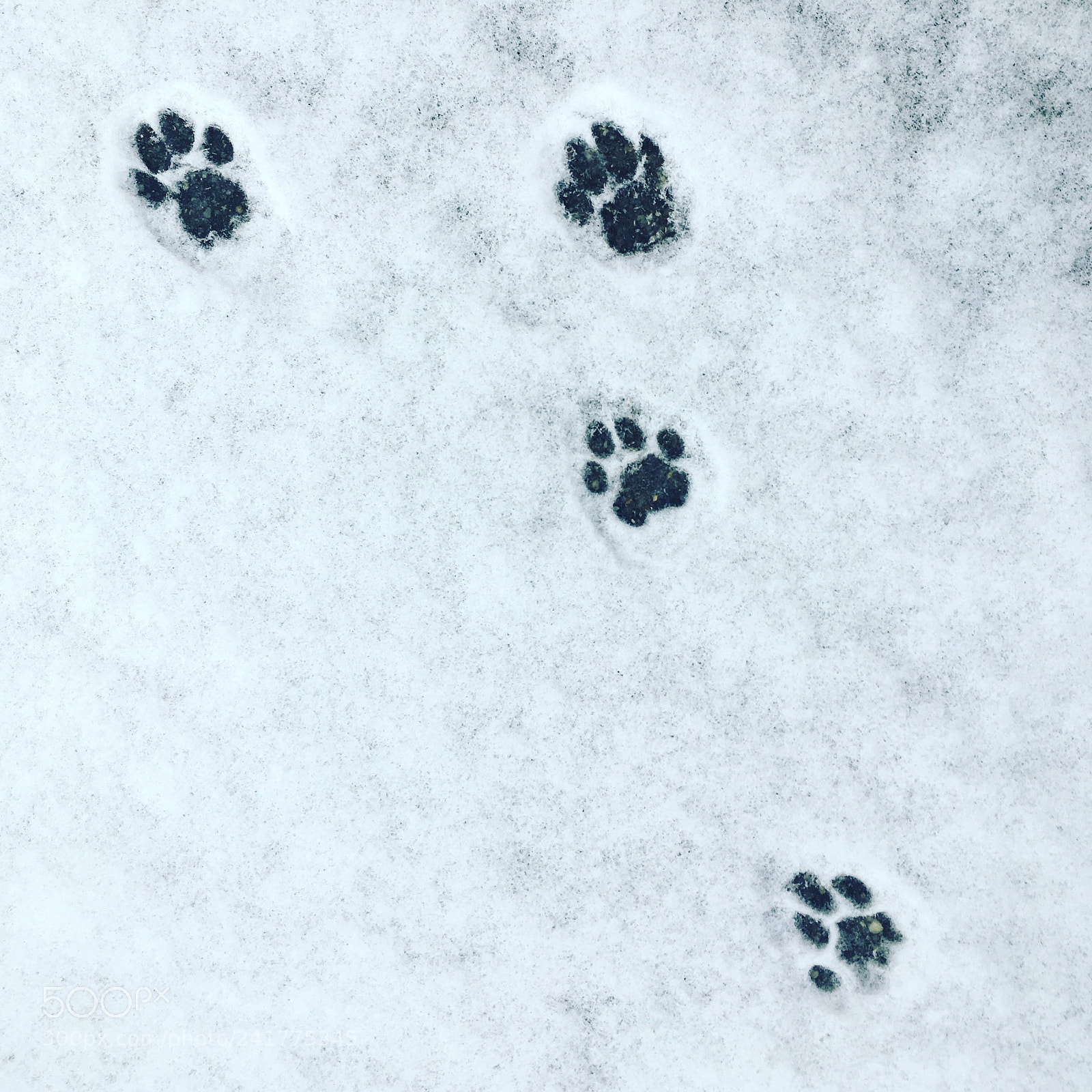 Apple iPhone SE sample photo. Her lovely paws photography