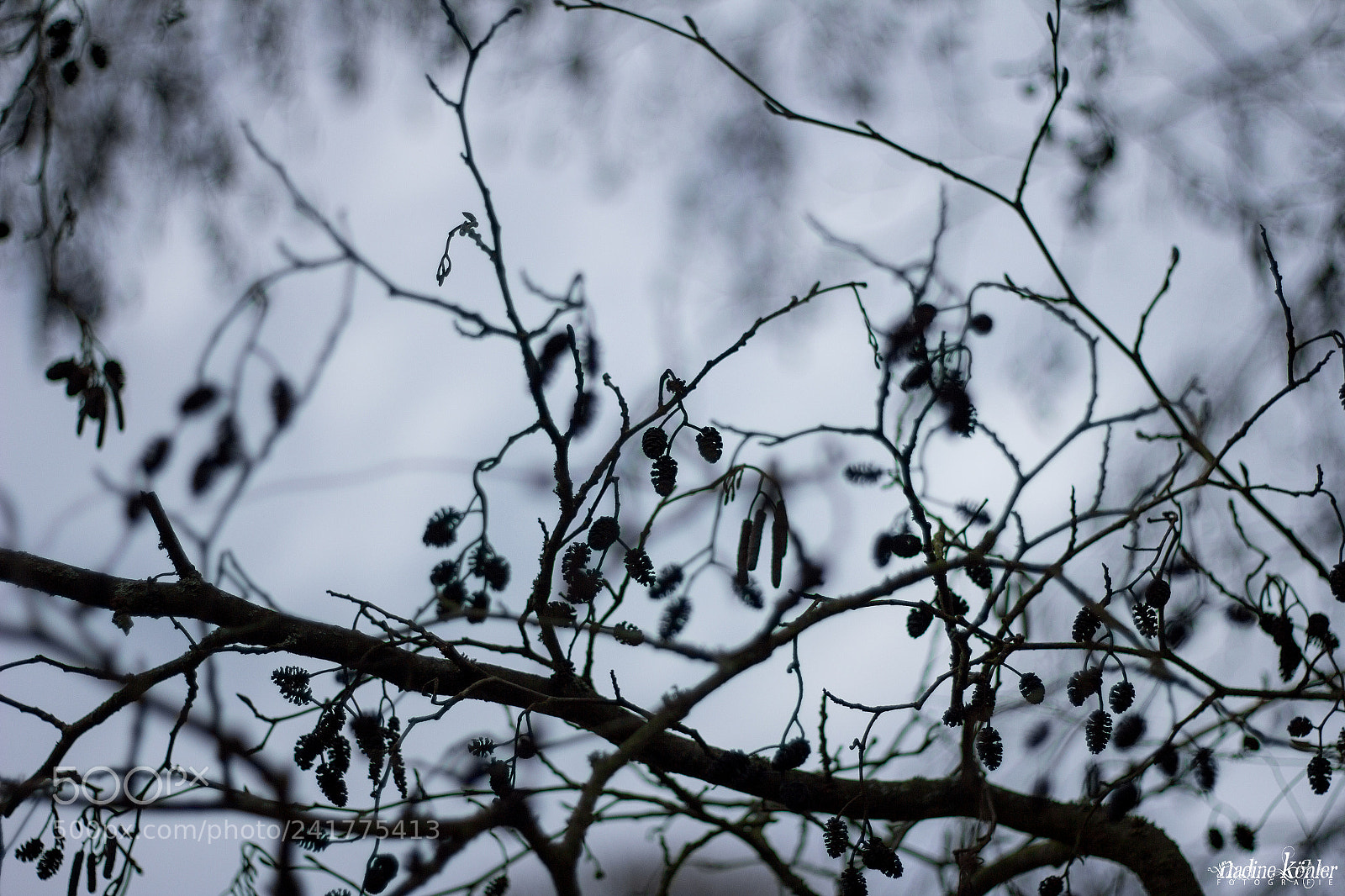 Canon EOS 60D sample photo. Winter photography