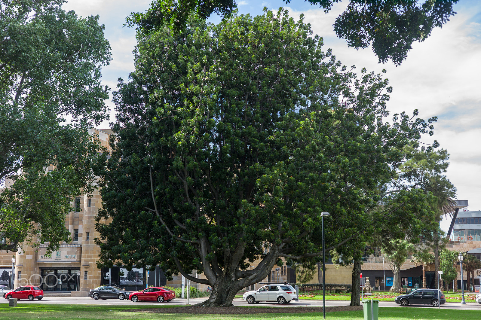 Summicron-M 50mm f/2 (IV, V) sample photo. Trees in newcastle photography