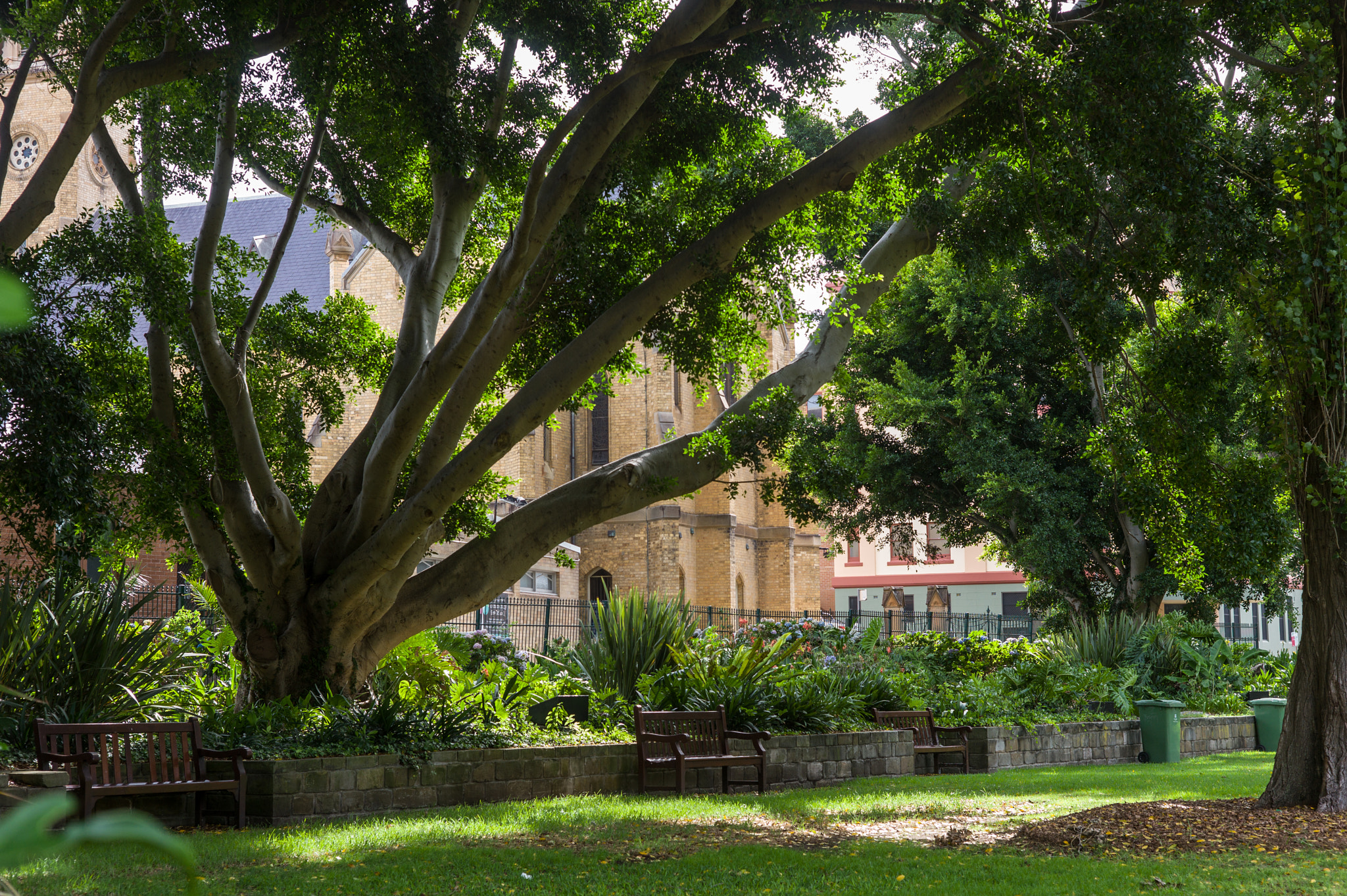 Leica M9 + Summicron-M 50mm f/2 (IV, V) sample photo. Trees in newcastle photography