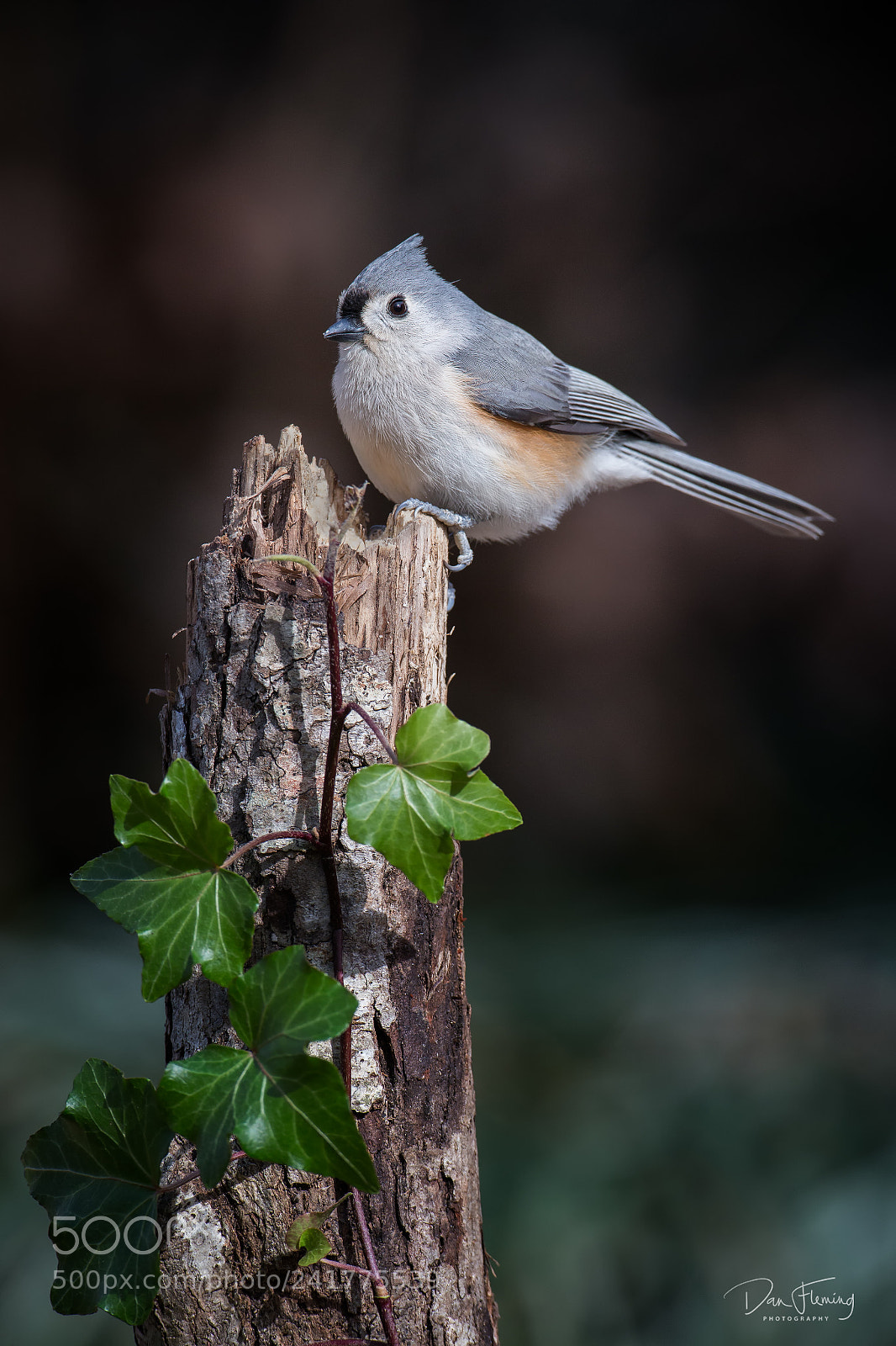 Canon EOS-1D X sample photo. Tufted titmouse with ivy photography