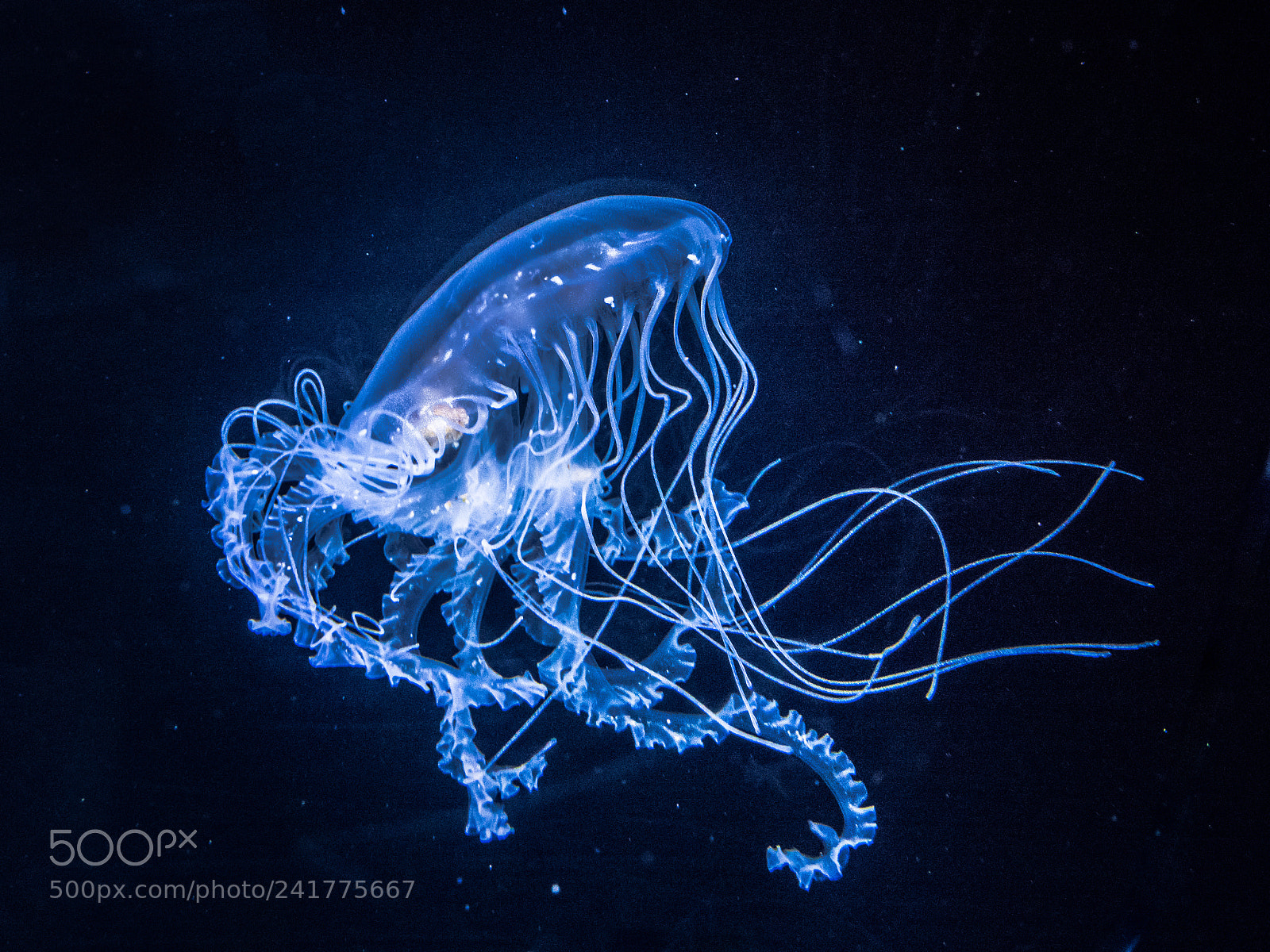 Panasonic Lumix DMC-GX8 sample photo. Jellyfish photography