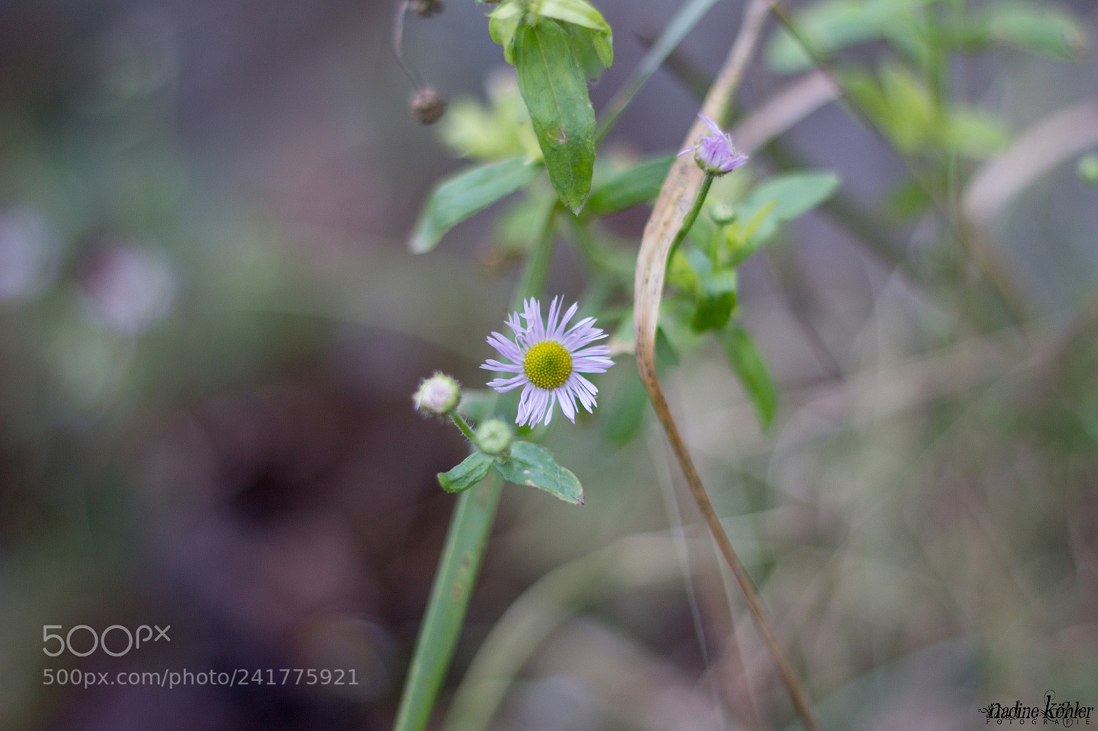 Canon EOS 60D sample photo. The fast flower photography
