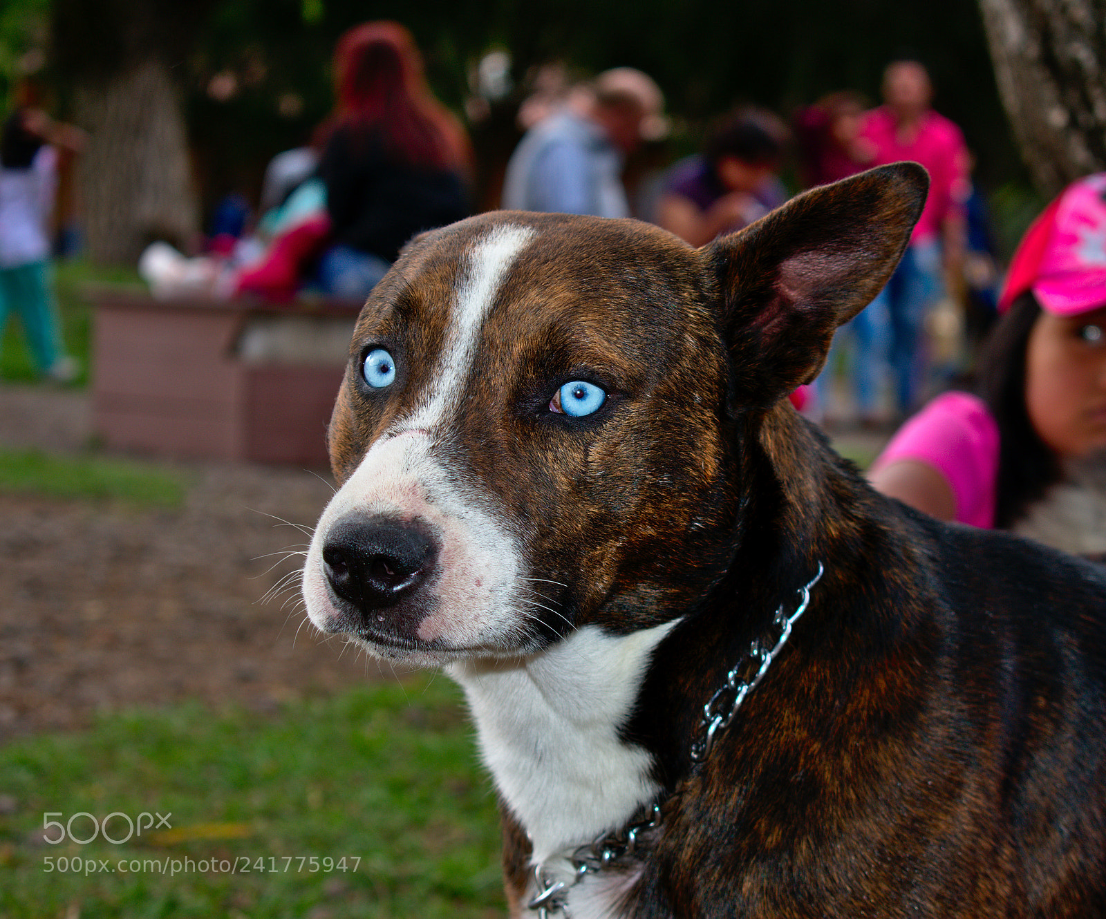 Nikon D3400 sample photo. Doggie photography
