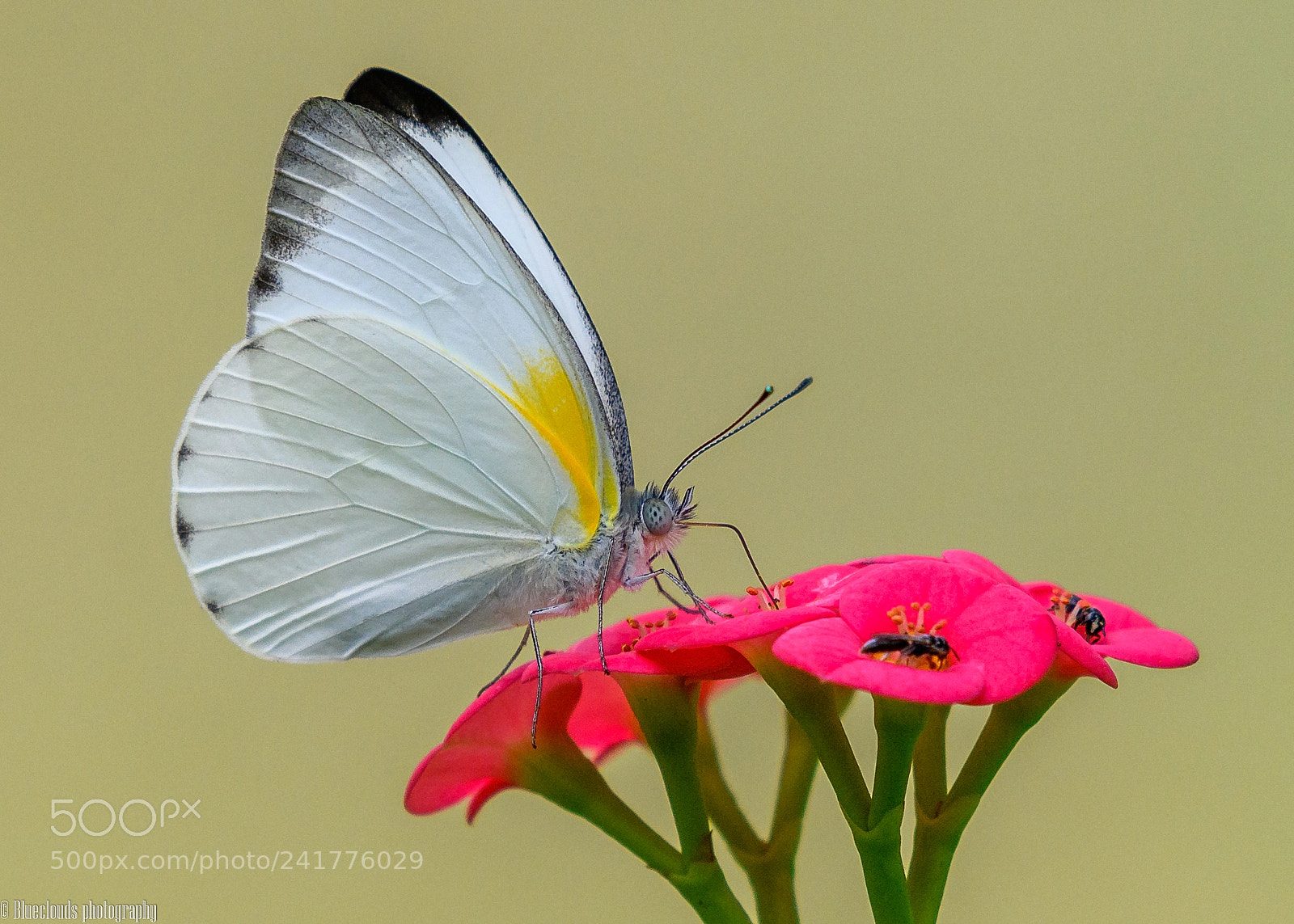 Nikon D850 sample photo. Perching butterfly photography