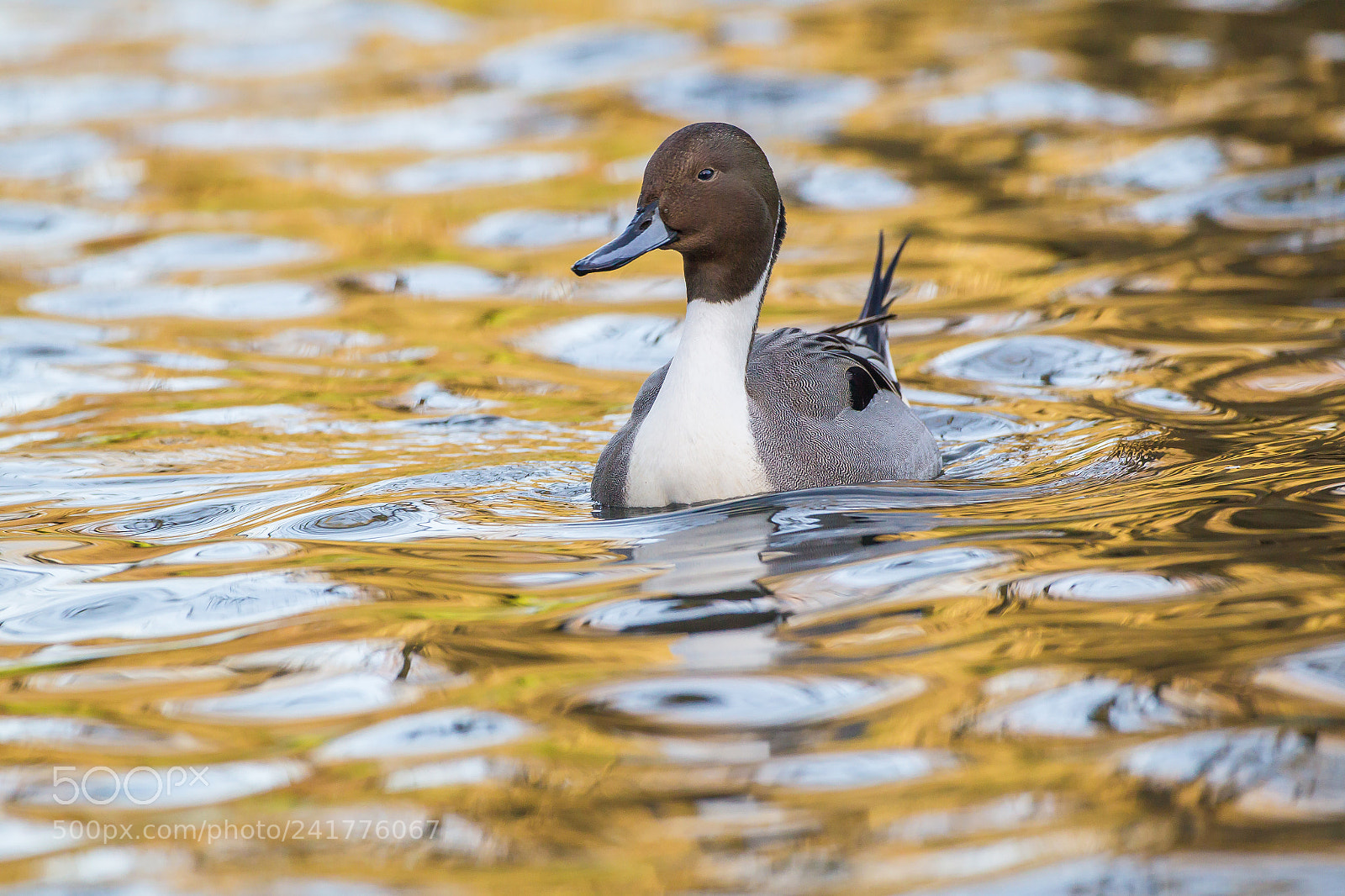Canon EOS-1D Mark IV sample photo. Pintail drake photography