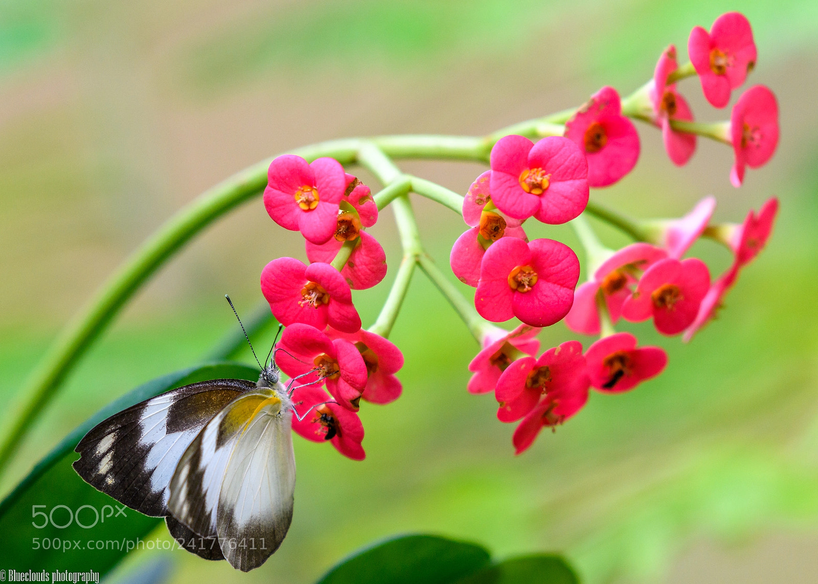 Nikon D850 sample photo. Perching butterfly ii photography