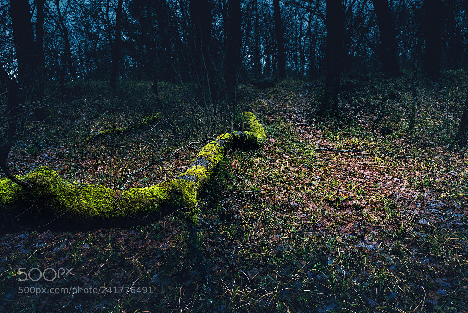 Nikon D810 sample photo. Fallen tree photography