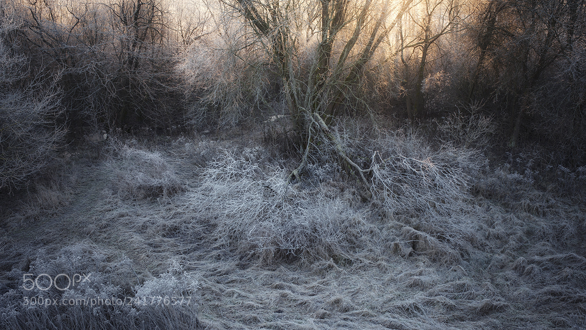 Nikon D700 sample photo. Frosty morning photography