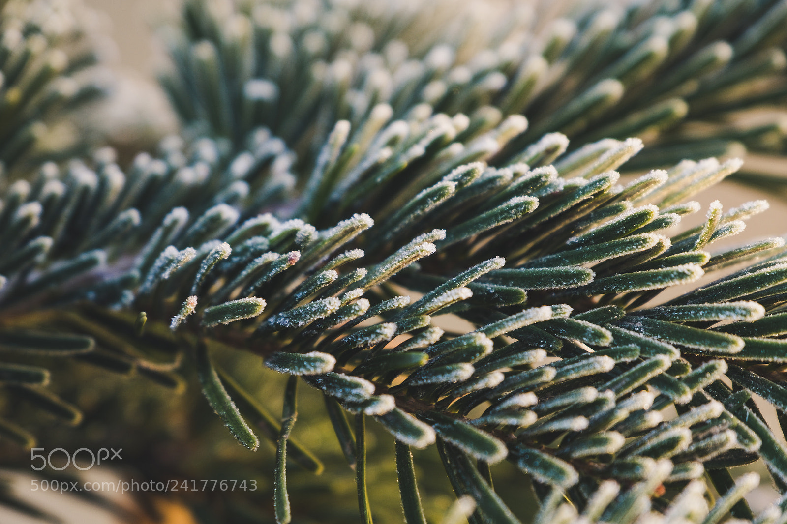 Fujifilm X-Pro1 sample photo. Frosted pine needles photography